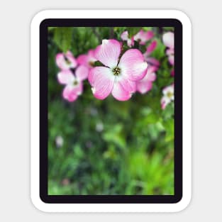 Dogwood Flowers in Spring Sticker